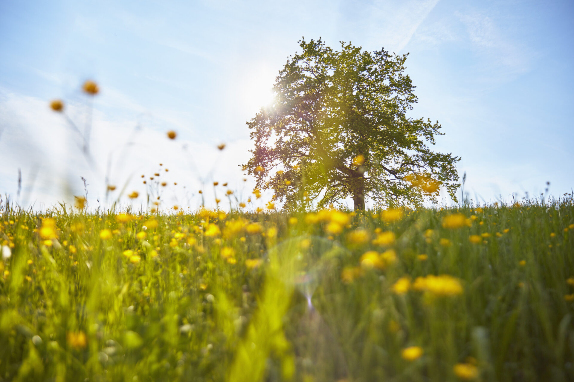 Sunlit meadow with tall grasses and small yellow flowers, a large tree in the distance against a clear blue sky.