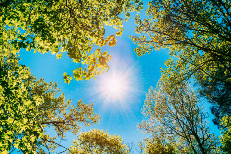 Looking up through a sunlit canopy of green-yellow leaves against a bright blue sky. North-facing perspective from the ground with sunlight filtering through foliage.