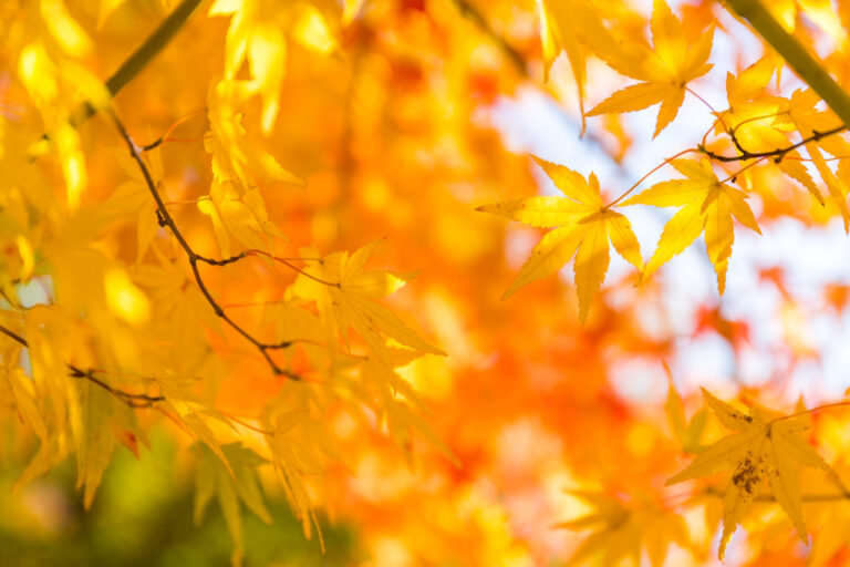 Bright yellow maple leaves on thin branches in autumn sunlight, close-up view