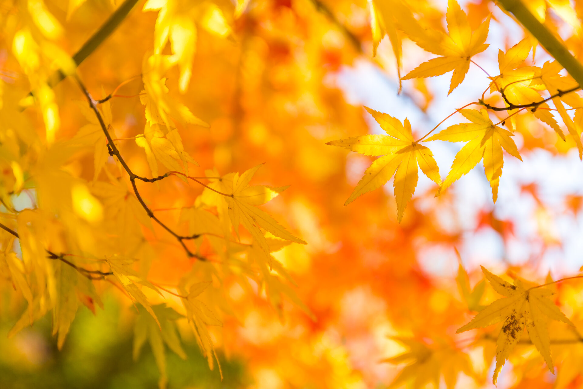 Bright yellow maple leaves on thin branches in autumn sunlight, close-up view