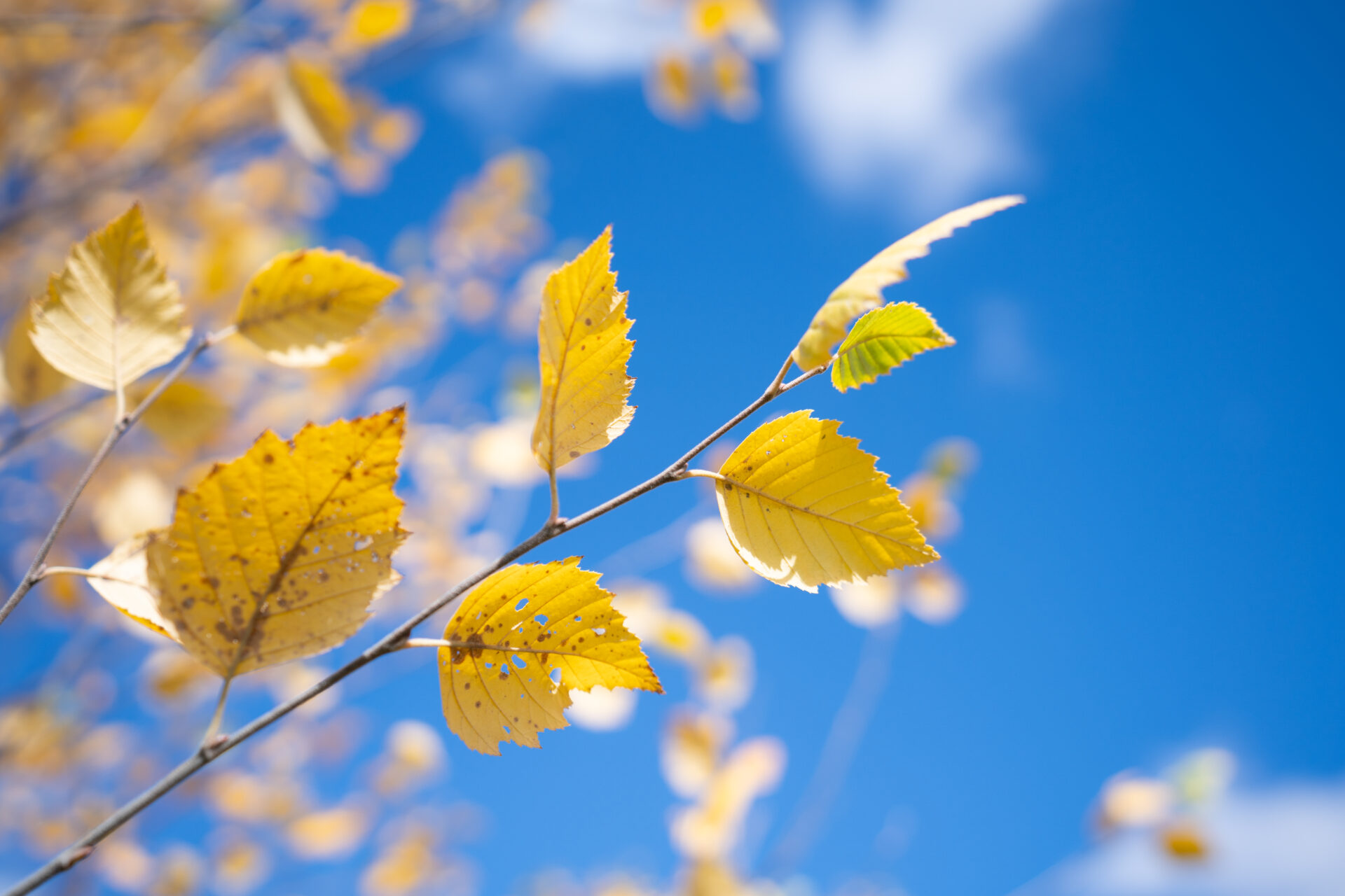 Yellow autumn leaves on a thin branch against a bright blue sky in sunlight.